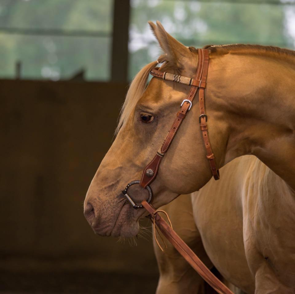 Coolest Champagne - AQHA Stallion